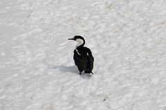 13D Blue-eyed Shag Bird On The Snow On Cuverville Island From Zodiac On Quark Expeditions Antarctica Cruise.jpg